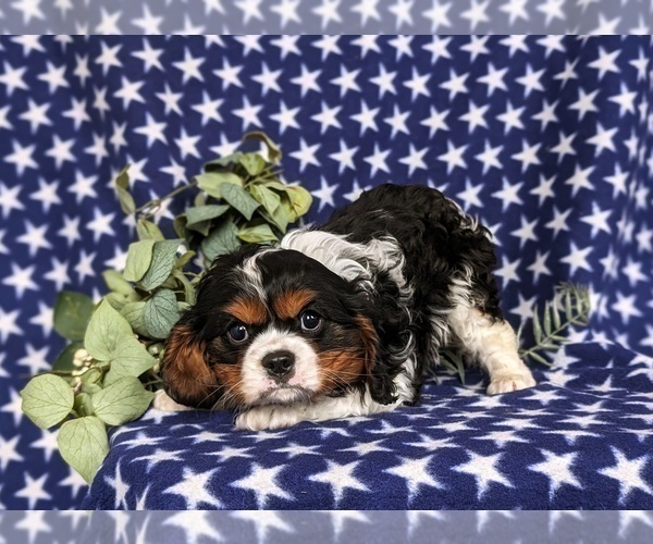 Medium Photo #2 Cavalier King Charles Spaniel Puppy For Sale in QUARRYVILLE, PA, USA