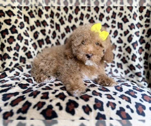 Medium Photo #4 Cock-A-Poo Puppy For Sale in LAKELAND, FL, USA