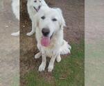 Small Photo #12 Great Pyrenees Puppy For Sale in Spring, TX, USA