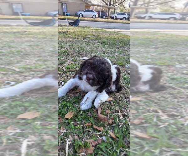 Medium Photo #1 Cocker Spaniel Puppy For Sale in TULSA, OK, USA