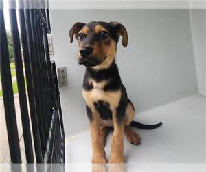 German Shepherd Dog-Unknown Mix Dogs for adoption in Houston, TX, USA