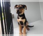 Small German Shepherd Dog Mix