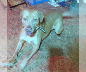 - Mix Dog for Adoption in Rutherfordton, North Carolina USA