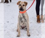 Small Photo #5 Catahoula Leopard Dog-Unknown Mix Puppy For Sale in Huntley, IL, USA