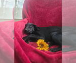 Small #1 Labrador Retriever Mix