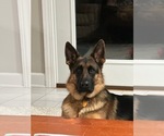 Small Photo #169 German Shepherd Dog Puppy For Sale in LA FAYETTE, NY, USA