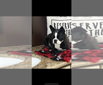 Small Photo #1 Boston Terrier Puppy For Sale in NILES, MI, USA