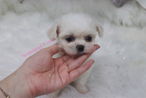 Medium Photo #3 Pekingese-Poodle (Toy) Mix Puppy For Sale in LAS VEGAS, NV, USA
