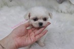 Small #2 Pekingese-Poodle (Toy) Mix