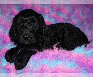 Labradoodle Puppy for sale in LA HABRA, CA, USA