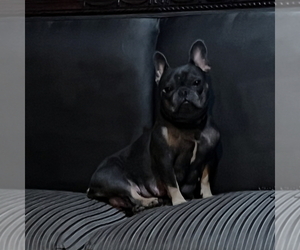 Mother of the French Bulldog puppies born on 07/14/2025