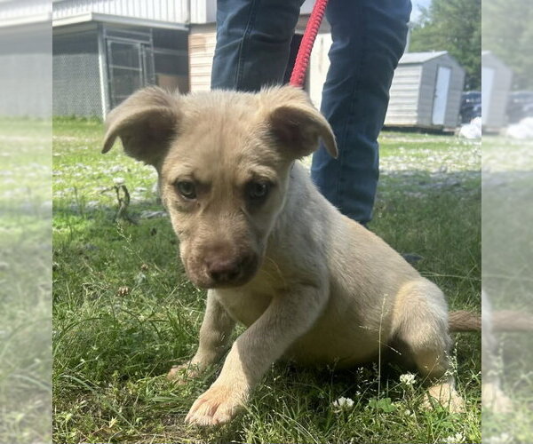Medium Photo #2 Bulldog-Labrador Retriever Mix Puppy For Sale in Wetumpka, AL, USA
