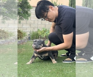 American Bully Puppy for sale in EASTVALE, CA, USA