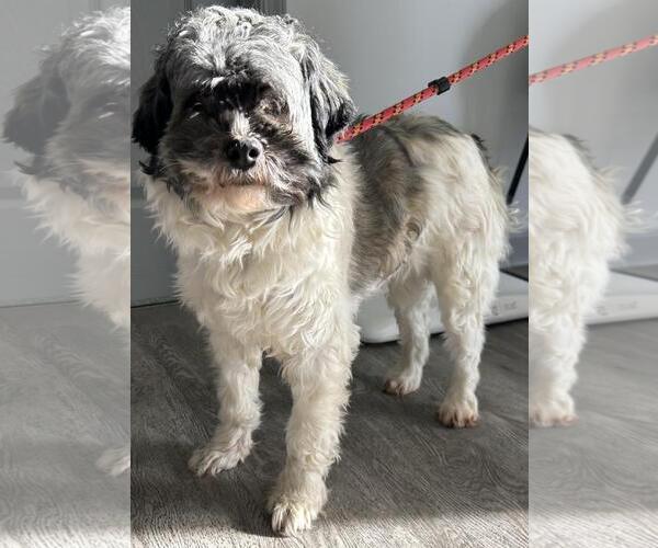 Medium Photo #2 Havanese Puppy For Sale in Westminster, MD, USA