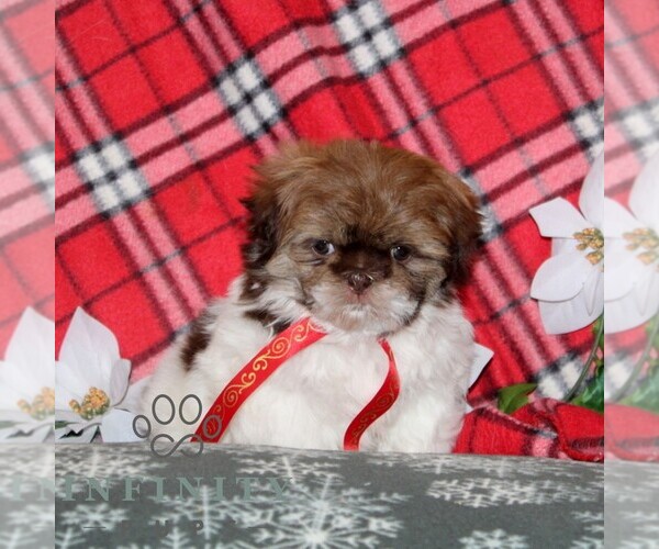 Medium Photo #5 Shih Tzu Puppy For Sale in WINDSOR, PA, USA