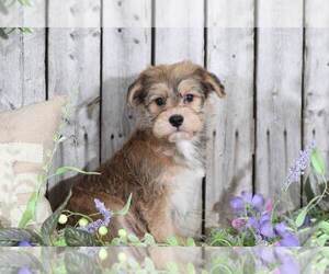 Yo-Chon Puppy for sale in MOUNT VERNON, OH, USA