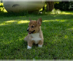 Small Photo #5 Pembroke Welsh Corgi Puppy For Sale in NEW DOUGLAS, IL, USA