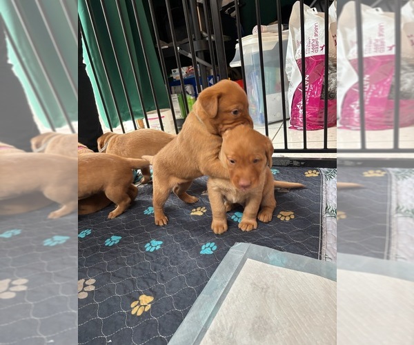 Medium Photo #18 Labrador Retriever Puppy For Sale in BUFFALO, NY, USA