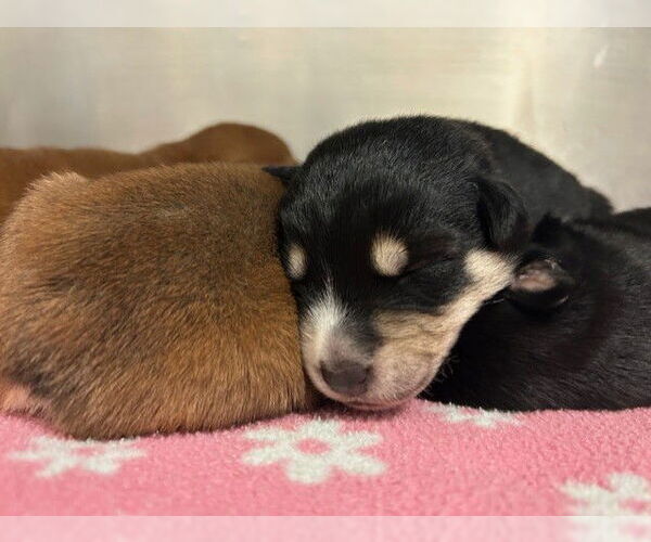 Medium Photo #1 Mutt Puppy For Sale in Tulsa, OK, USA