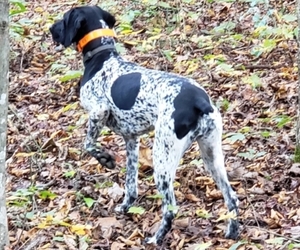 German Shorthaired Pointer Puppy for sale in CRAGFORD, AL, USA