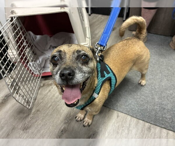 Medium Photo #3 Pug-Unknown Mix Puppy For Sale in Stanhope, NJ, USA