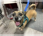 Small #2 Pug Mix