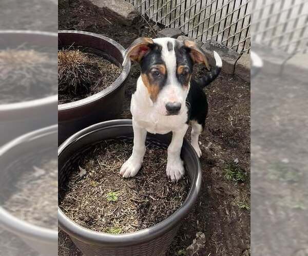 Medium Photo #25 Jack Russell Terrier-Unknown Mix Puppy For Sale in New York, NY, USA