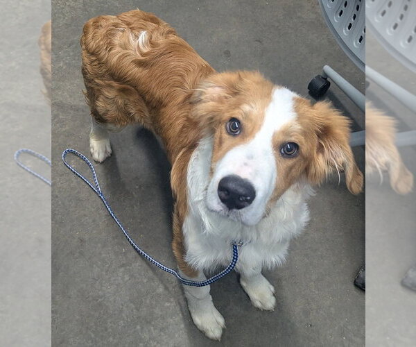 Medium Photo #3 Australian Shepherd-Collie Mix Puppy For Sale in Evansville, IN, USA