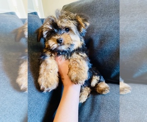 Morkie Puppy for sale in CROSSVILLE, TN, USA