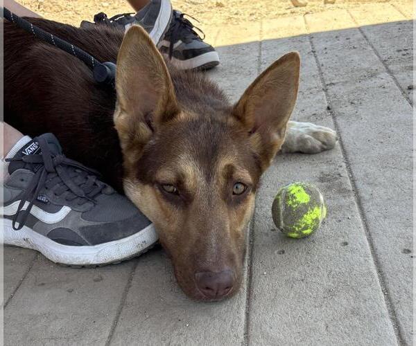 Medium Photo #2 German Shepherd Dog-Unknown Mix Puppy For Sale in Incline Village, NV, USA
