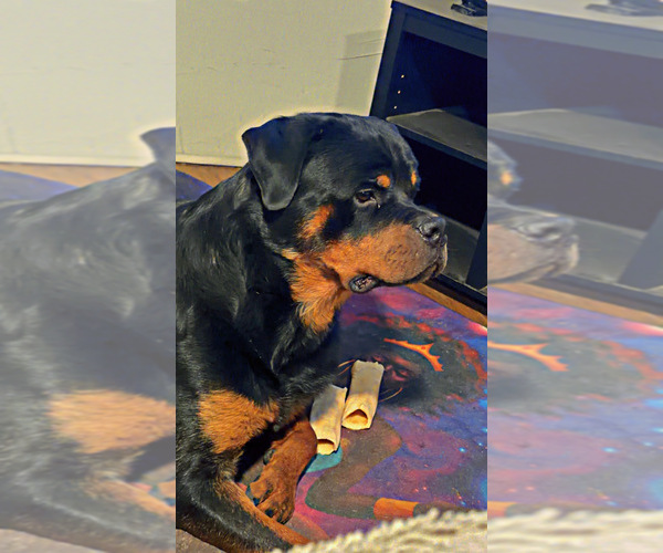 Medium Photo #10 Rottweiler Puppy For Sale in HICKORY, NC, USA