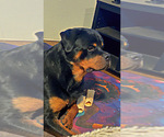 Small #9 Rottweiler