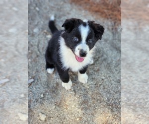 Australian Shepherd Puppy for Sale in MORONGO VALLEY, California USA
