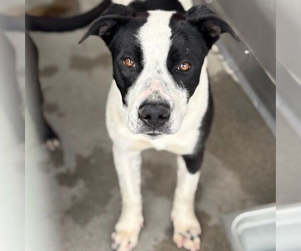 Medium Photo #2 Mutt Puppy For Sale in San Bernardino, CA, USA