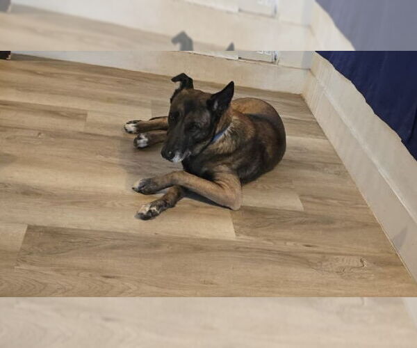 Medium Photo #5 German Shepherd Dog-Unknown Mix Puppy For Sale in Plantation, FL, USA