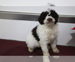 Small Photo #1 Aussiedoodle Miniature  Puppy For Sale in SHILOH, OH, USA