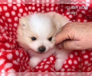 Pomeranian Puppy for sale in DAWSONVILLE, GA, USA