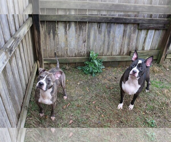 Medium Photo #4 American Bulldog-Unknown Mix Puppy For Sale in Jackson, MS, USA
