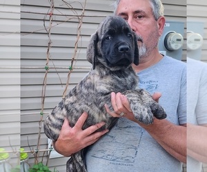 Mastiff Puppy for sale in OTTAWA, KS, USA