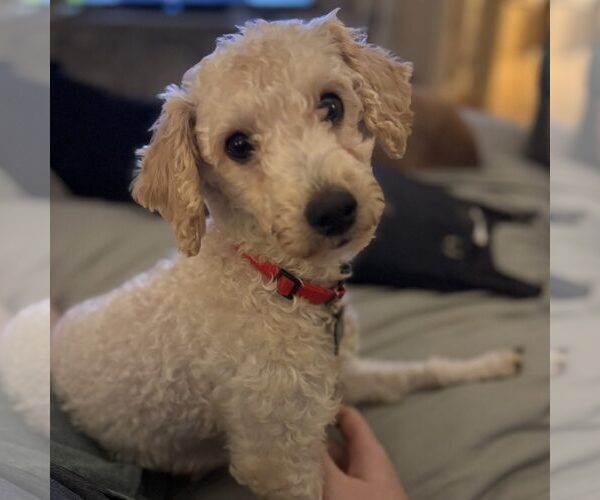Medium Photo #1 Poodle (Miniature) Puppy For Sale in Spring Lake, NC, USA