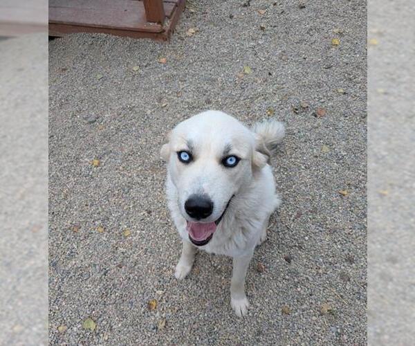 Medium Photo #1 Australian Shepherd-Great Pyrenees Mix Puppy For Sale in Frisco, CO, USA