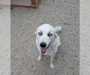 Australian Shepherd-Great Pyrenees Mix Dogs for adoption in Frisco, CO, USA