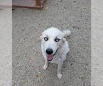 Small Australian Shepherd-Great Pyrenees Mix