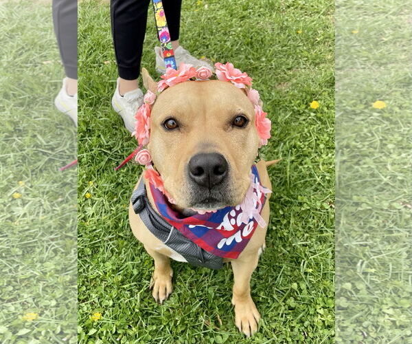 Medium Photo #5 American Pit Bull Terrier-Unknown Mix Puppy For Sale in Oakhurst, NJ, USA