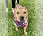 Small #4 American Pit Bull Terrier Mix