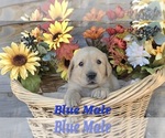 Small Photo #10 Golden Retriever Puppy For Sale in CRAWFORDVILLE, FL, USA