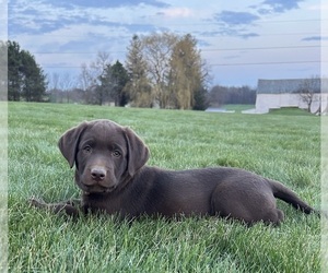 Labrador Retriever Dog for Adoption in FREDERICKSBG, Ohio USA
