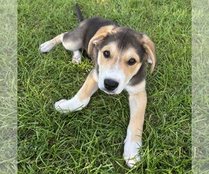 Labrador Retriever-Unknown Mix Dogs for adoption in Fargo, ND, USA