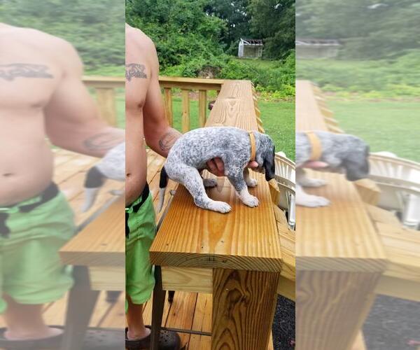 Medium Photo #15 Bluetick Coonhound Puppy For Sale in HAVRE DE GRACE, MD, USA