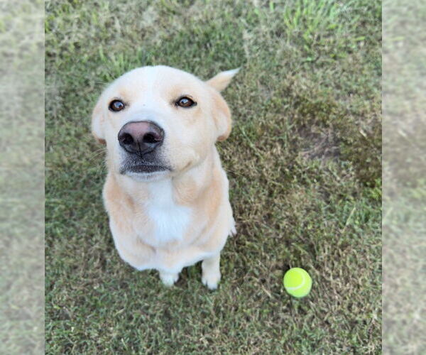Medium Photo #2 Mutt Puppy For Sale in Woodbury, NY, USA